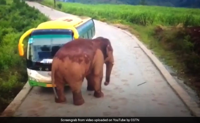 Watch: Elephant Attacks Bus, Cracks Windshield. Driver Trapped Inside