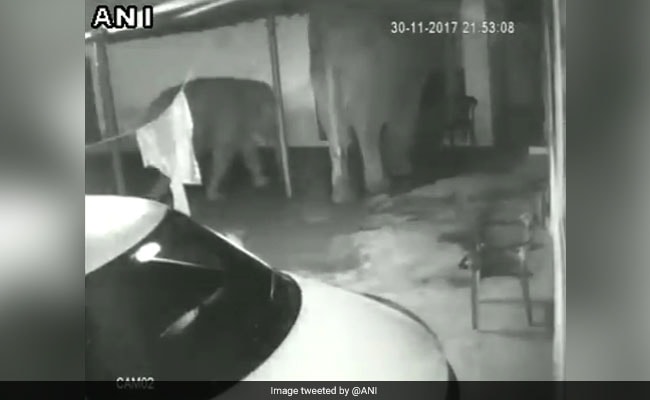 VIDEO: खाने की तलाश में घर में घुस गया हाथी और उसका बच्चा, फिर दिखा हैरान करने वाला नजारा