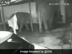Elephant, Calf Enter Coimbatore House. No Food, They Leave. Watch