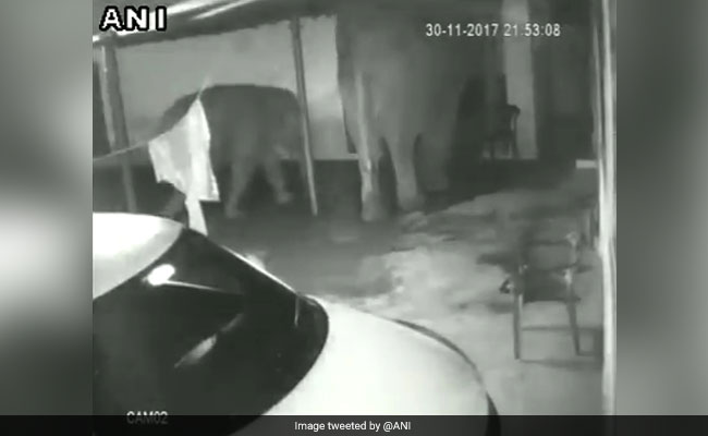 Elephant, Calf Enter Coimbatore House. No Food, They Leave. Watch