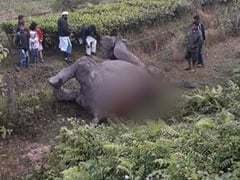 6 Elephants, Including Calf, Killed After Train Hits Them In Assam