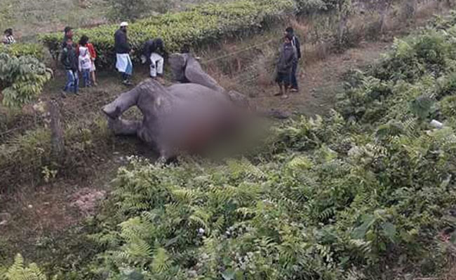 6 Elephants, Including Calf, Killed After Train Hits Them In Assam