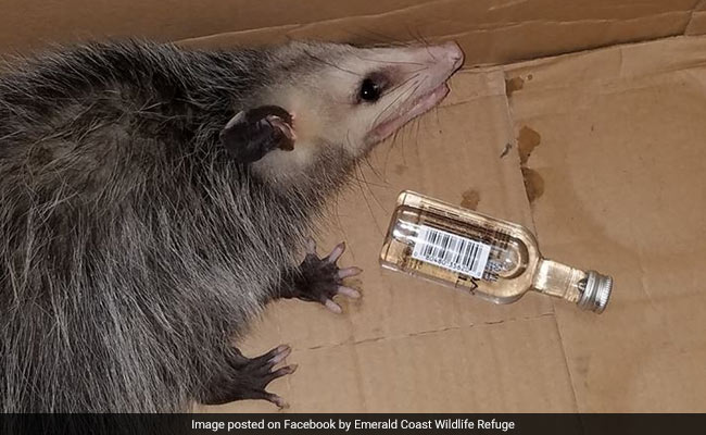 Lawless Opossum Breaks Into Liquor Store, Gets Drunk