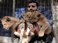 Unable To Feed, Zookeeper Puts Lion Cubs Up For Sale