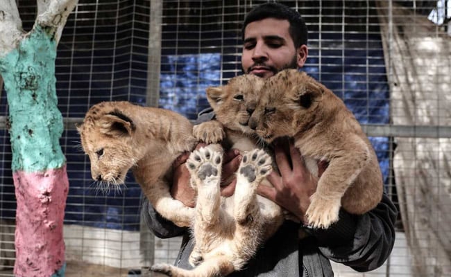 Unable To Feed, Zookeeper Puts Lion Cubs Up For Sale