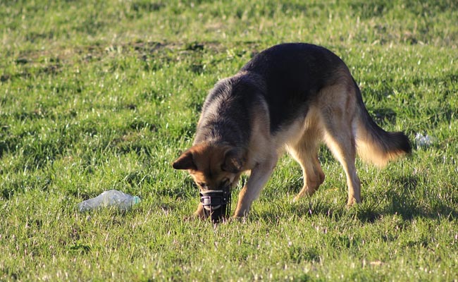 Dogs Trained To Sniff Out Endangered Species In Australia