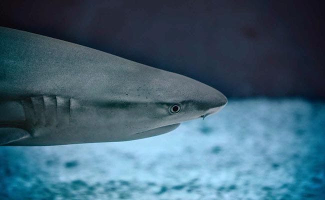 Ancient Giant Shark Tooth Goes Missing In Australia