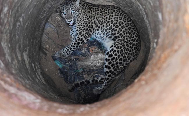 In Guwahati, Vet Climbed Down 30-Foot Dry Well To Rescue Trapped Leopard
