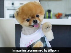 The Top 10 Most Followed Pets On Instagram In 2017