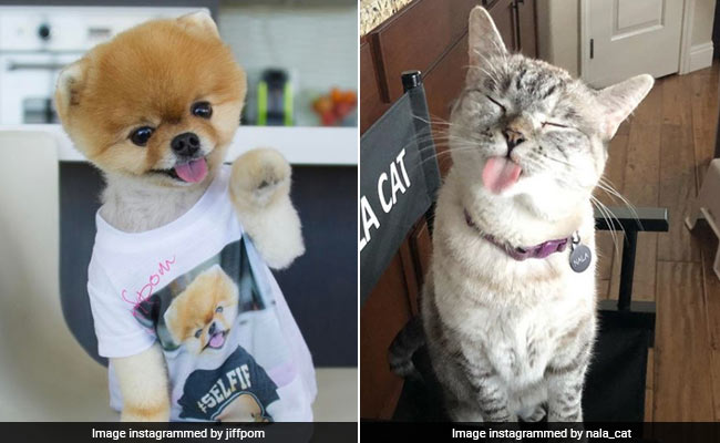 The richest pets in the world  Nala Cat, Doug the Pug and Jiffpom