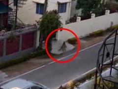 Leopard Enters Residential Colony In Dehradun, Escapes After Hours Of Chaos