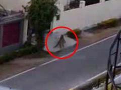 VIDEO: छत पर घूम रहे थे लोग अचानक आ गए तेंदुआ, देखिए फिर क्या हुआ
