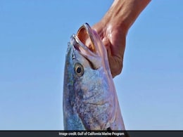 The Machine-Gun Sound Of The Loudest Known Fish. It's Really, Really Loud The Machine-Gun Sound Of The Loudest Known Fish. It's Really, Really Loud