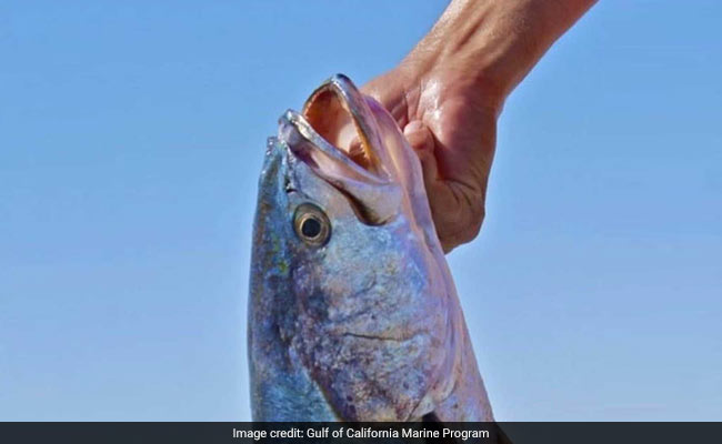 The Machine-Gun Sound Of The Loudest Known Fish. It's Really, Really Loud