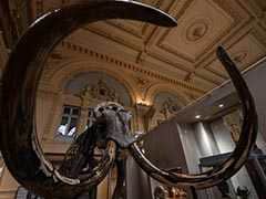 Mammoth Skeleton Sells For Nearly 550,000 Euros At French Auction