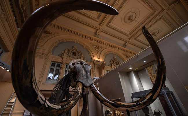 Mammoth Skeleton Sells For Nearly 550,000 Euros At French Auction