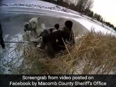 Horse Falls Into Icy Pond, So Does Cop During Rescue. Caught On Camera