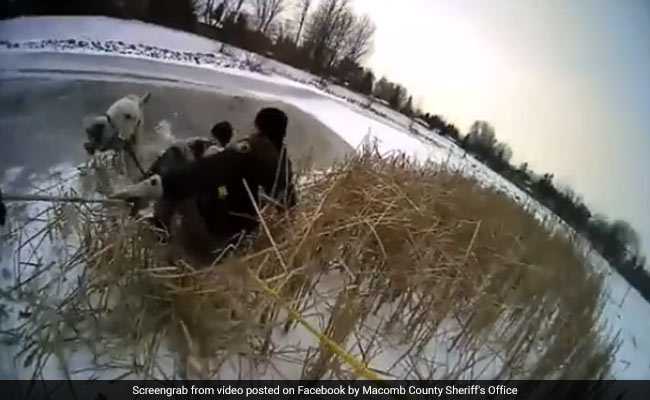 Horse Falls Into Icy Pond, So Does Cop During Rescue. Caught On Camera