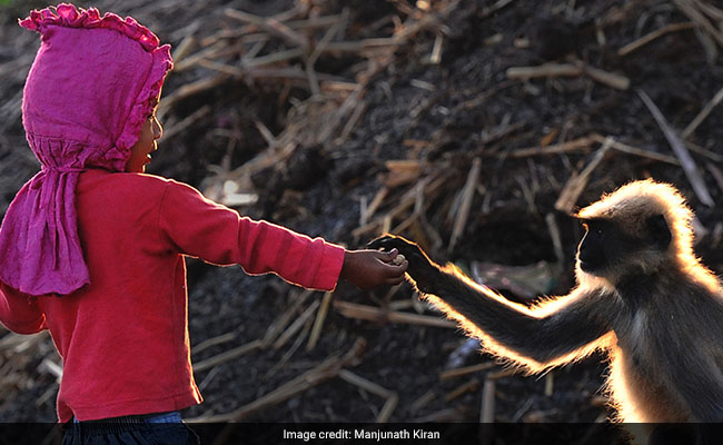 Modern-Day Mowgli: Village Boy Forges Bond With Gang Of Monkeys