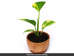 Good Luck Plant: मनी प्लांट से अधिक कारगर है ये पौधा, सही तरीके से लगाने पर घर में आती है बरकत Good Luck Plant: मनी प्लांट से अधिक कारगर है ये पौधा, सही तरीके से लगाने पर घर में आती है बरकत