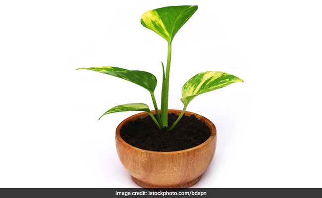 Vastu For Money Plant: वास्तु के मुताबिक मनी प्लांट से जुड़े इन नियमों का किया जाता है पालन, तो खुल जाती है रुठी हुई किस्मत!