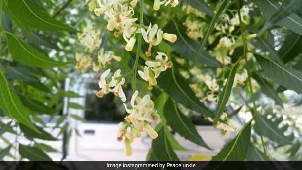 Neem Flower And How It Is Used In South Indian Cuisine