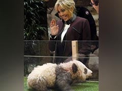 "Godmother" Brigitte Macron Names France's First Baby Panda