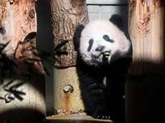 Baby Panda Makes Press Debut At Japan Zoo