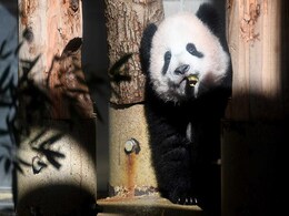Baby Panda Makes Press Debut At Japan Zoo Baby Panda Makes Press Debut At Japan Zoo