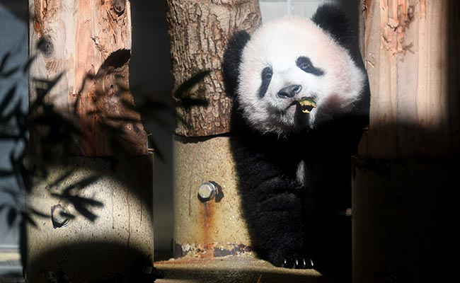 Baby Panda Makes Press Debut At Japan Zoo