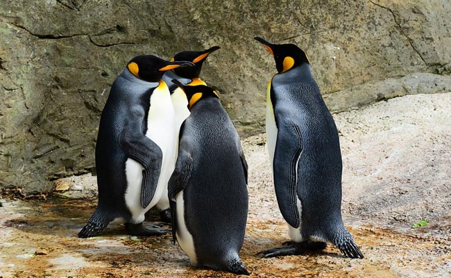 Chinese Zoo Promised Penguins. Here's What Shocked Visitors Saw Instead