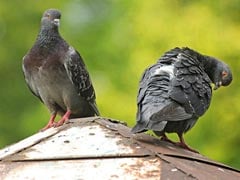 Pigeons Aren't Bird-Brained, Can Understand Concepts Of Space, Time: Study