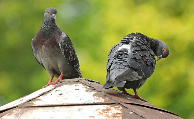 Pigeons Aren't Bird-Brained, Can Understand Concepts Of Space, Time: Study