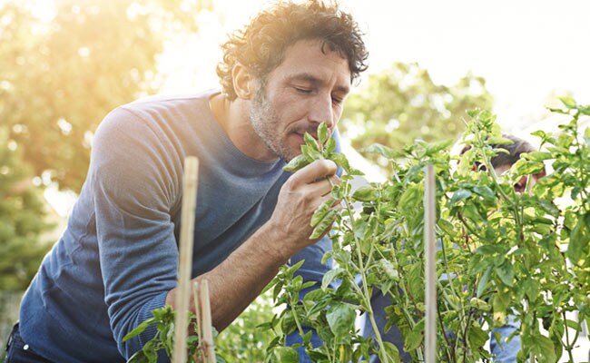 Heres Why Some Odours Make You Feel Nostalgic Heres Why Some Odours Make You Feel Nostalgic