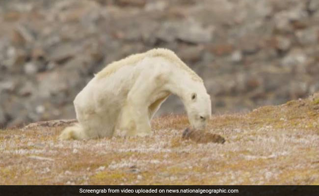 Emaciated Polar Bear Kicks Off Discussion About Climate Change