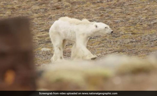 Emaciated Polar Bear Kicks Off Discussion About Climate Change
