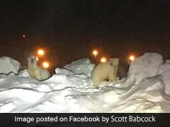 Watch: Two Polar Bears Chased Off Airport Runway In Alaska