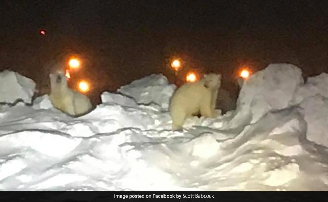 Watch: Two Polar Bears Chased Off Airport Runway In Alaska