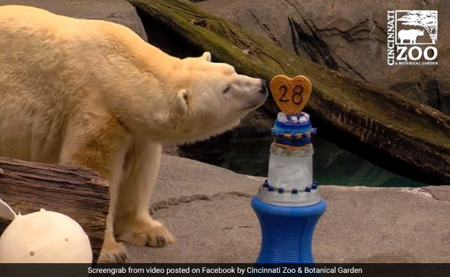 Watch: Polar Bears At This Zoo Celebrated Their Birthdays With Cake