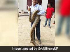 Watch: 12-Foot Python Scares Allahabad College. Professor To The Rescue