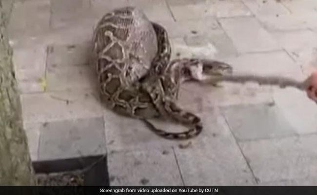 Video: Villagers Try To Catch Python That Ate Goat Twice Its Weight