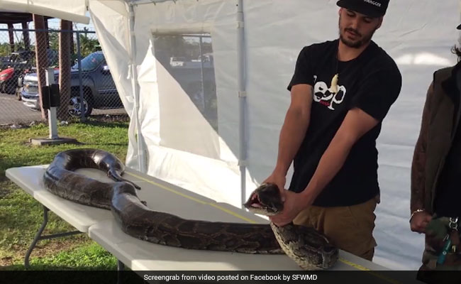 Hunter Bags 130-Pound Python. Look If You Dare