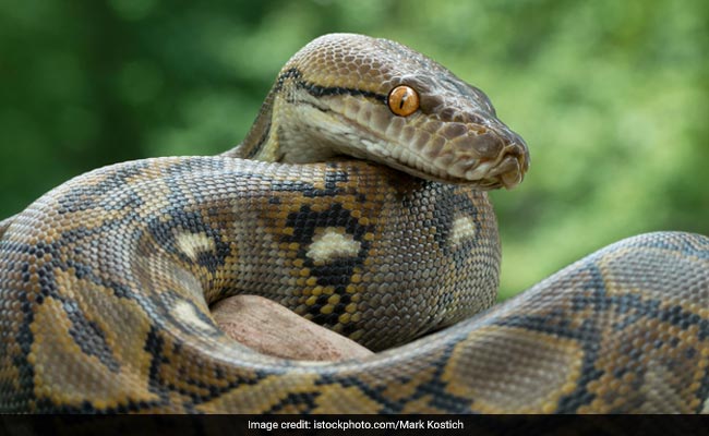 16-Feet-Long Python Rescued In Odisha's Kendrapara District