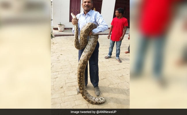 Watch: 12-Foot Python Scares Allahabad College. Professor To The Rescue
