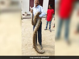 Watch: 12-Foot Python Scares Allahabad College. Professor To The Rescue Watch: 12-Foot Python Scares Allahabad College. Professor To The Rescue