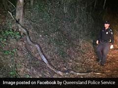 Australian Cop Waits For Giant Python To Cross Road. Big NOPE From Internet