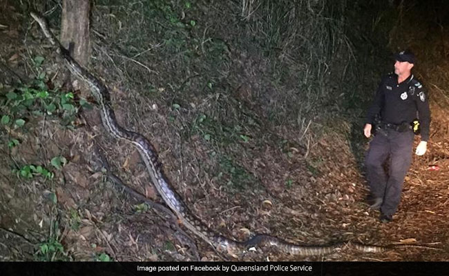 Australian Cop Waits For Giant Python To Cross Road. Big NOPE From Internet