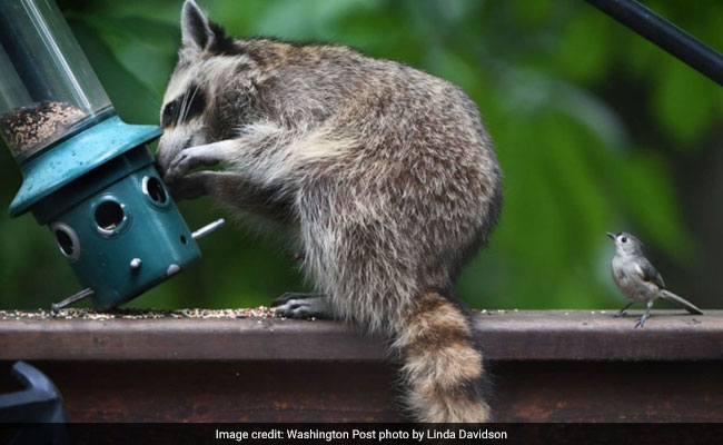 Which Animals Are Smartest: Dogs, Cats, Or ... Raccoons?