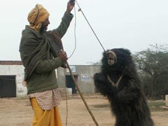7 Years On, India's Last Liberated Dancing Bear Recovers