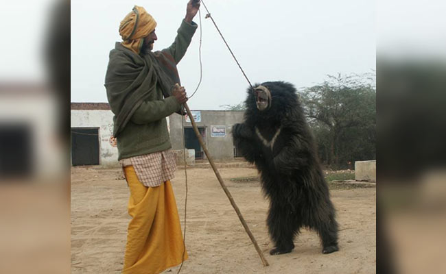 7 Years On, India's Last Liberated Dancing Bear Recovers